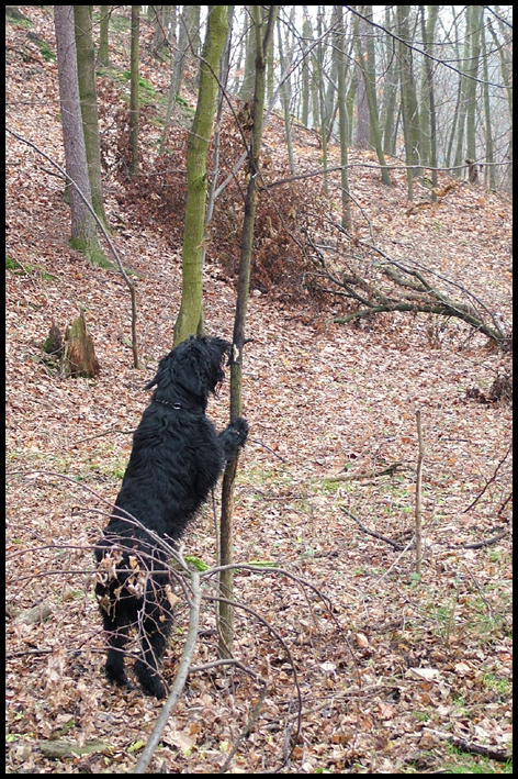 Pochod_2009_28.JPG